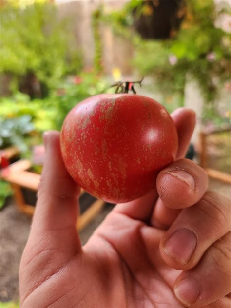 Hybridization, or pathogen? : r/tomatoes