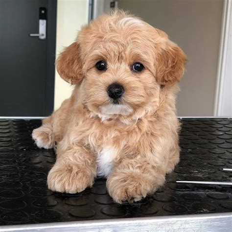 Maltipoo Puppies For Sale in India At Best Prices | Puppiezo
