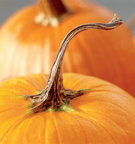 Yankee Magazine September/October 2016 by Yankee Magazine - Issuu