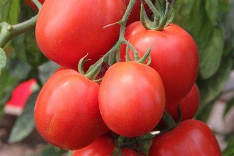 Сорта помидор фото и описание каталог