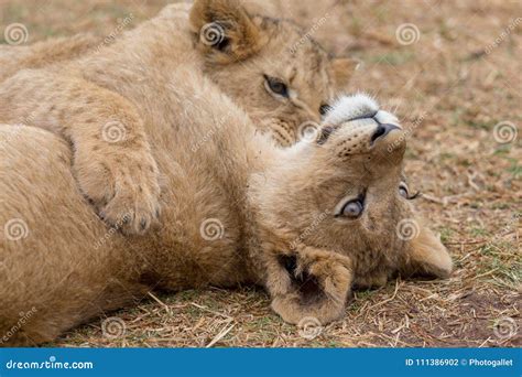 Lion cub South africa stock photo. Image of cape, animals - 111386902