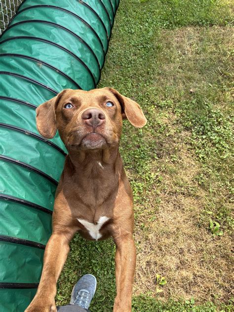 Chenango SPCA - Chenango SPCA added a new photo — at Pet...