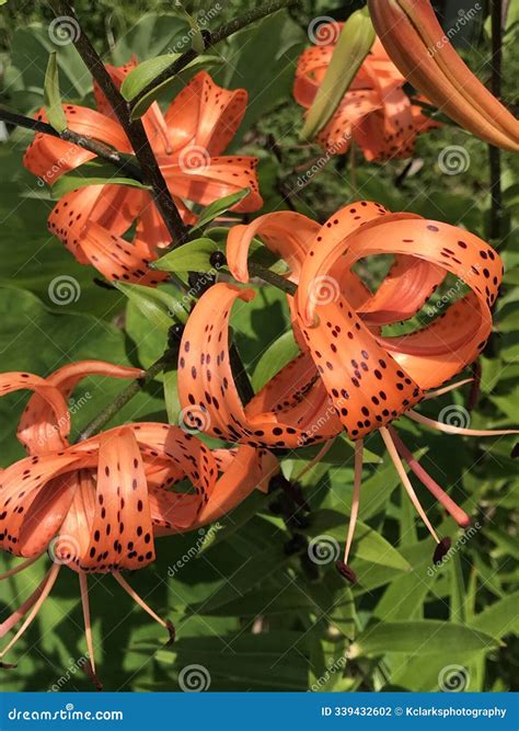 Orange Speckled Tiger Lily Blossom with Curled Petals - Lilium