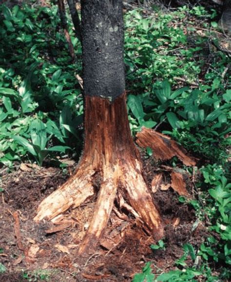 roots   stem   tree infected  armillaria root rot fungi