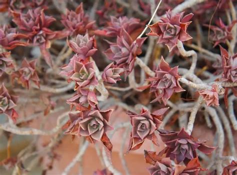 What Succulents Attract Hummingbirds? (11 Plants) | Succulent Thrive
