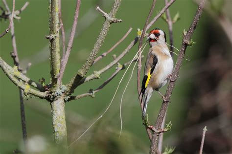 Darley Dale Wildlife: Goldfinch nest building