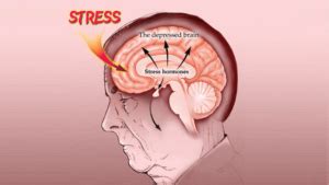 Stress Hormones | The 4 Major Stress Hormones