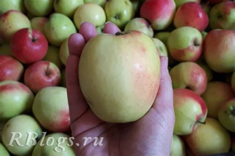 Сорта яблони синап Северный, Орловский и др: описание + фото