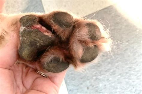 how to get rid of yeast on dogs feet