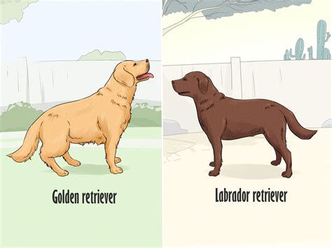 4 Ways to Identify a Golden Retriever - wikiHow