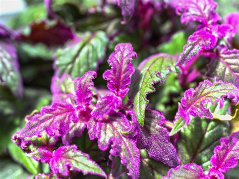Purple Passion Plant Care Guide, How To Grow