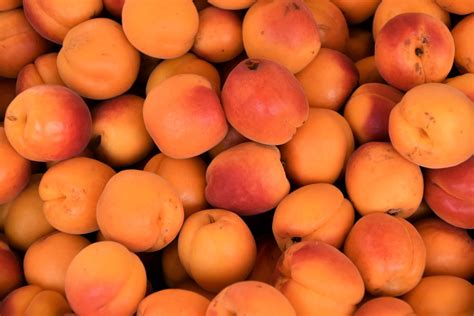 how to grow an apricot