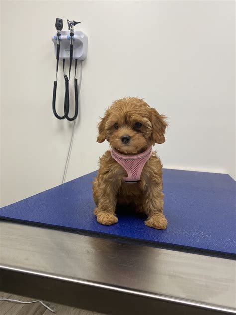 WINTER PARK VETERINARY HOSPITAL - Winter Park FL - Hours, Directions