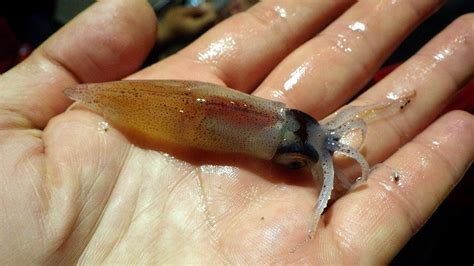 深海魚「サケガシラ」を食べる :: デイリーポータルZ