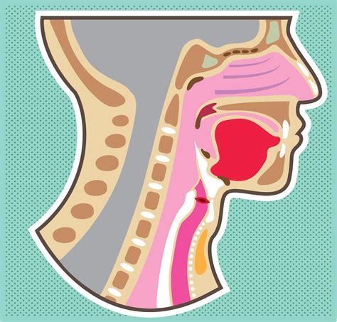 Throat Anatomy - Physical Medicine and Rehabilitation Qbank Review