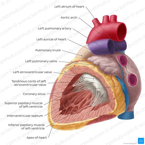Heart ventricles: Anatomy, function and clinical aspects | Kenhub
