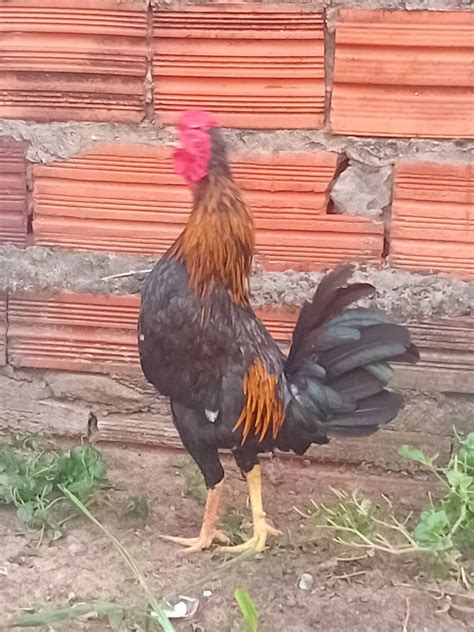 Galize Catanduva - "galinha galize" no Brasil
