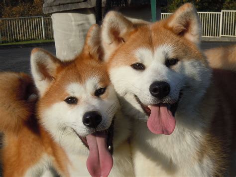 cute akita inu dogs photo  wallpaper beautiful  cute akita