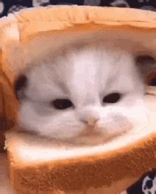 Bread Cat GIFs | Tenor