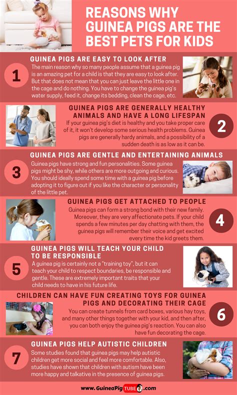 tips for guinea pig not moving at home 1