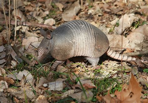 ARKANSAS SIGHTSEEING: ‘Fun raisers,’ festivals featuring flowers