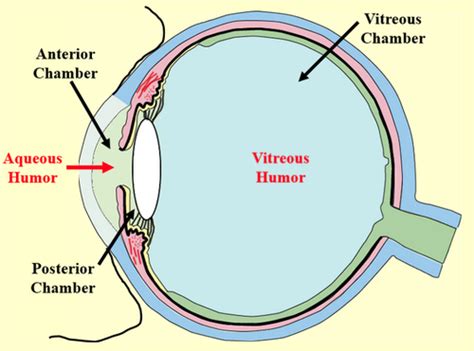 Anterior Chamber Angle Flashcards | Quizlet