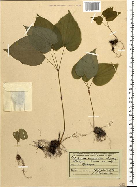 MW0657275, Dioscorea caucasica (Диоскорея кавказская), specimen