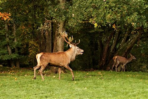 cerf