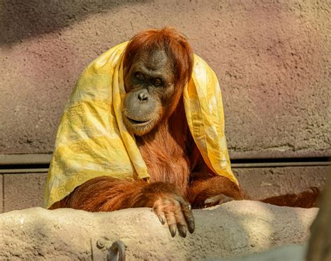 Brown Ape With Yellow Textile · Free Stock Photo
