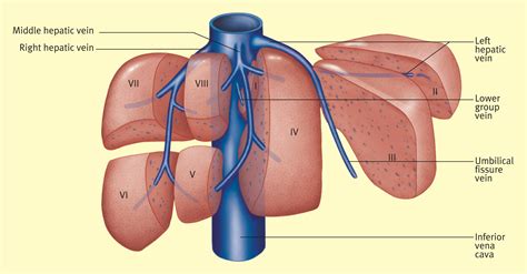 anatomy   liver surgery oxford international edition