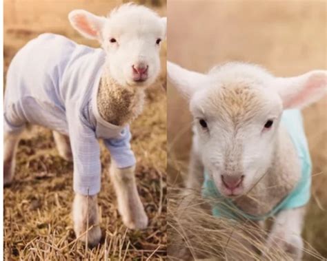 Adorable Lamb Politely Requests Cuddling From Her Owner! – petcutes