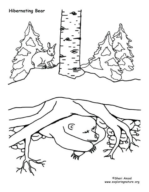 Hibernating Bear Coloring Page at GetColorings.com | Free printable ...