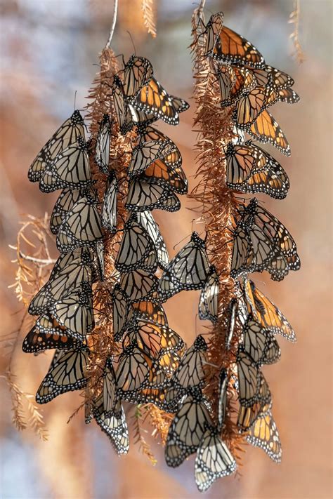 Monarch butterflies are in decline in NZ and Australia…