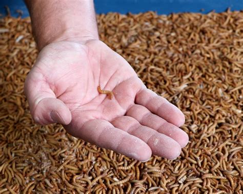 Confirmed How to Design Optimal Worm Feeding Strategies Act Fast