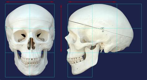 Female face critique please | Skull reference, Skull anatomy, Skull