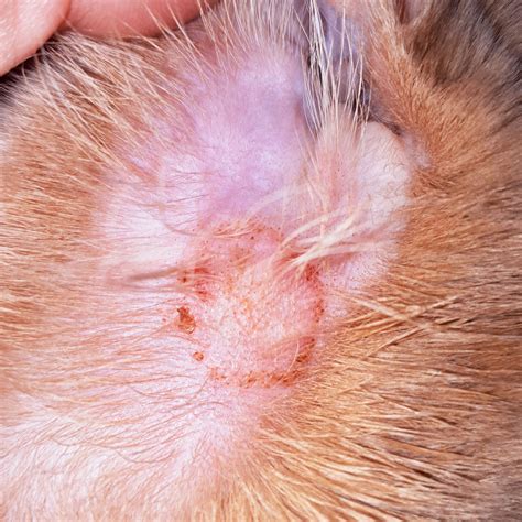 Top 24 Dog Skin Conditions and the Best Treatment Options
