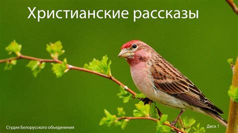 Сборник детских христианских рассказов Диск 1 - YouTube
