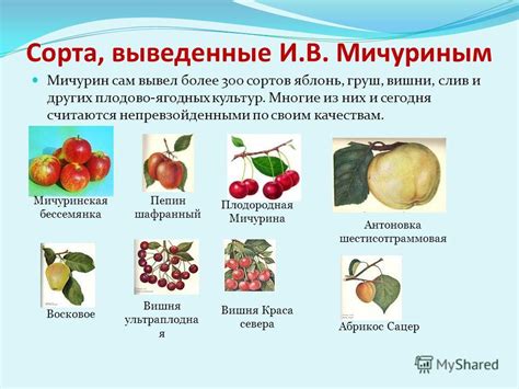 Презентация на тему: "Селекция в растениеводстве Иван Владимирович ...