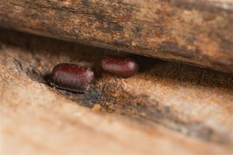 How to Identify Cockroach Eggs | Hornet Pest Control