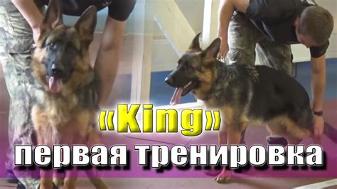 Первая тренировка Кинга (немецкая овчарка) Питомник Самара-Ланд. - YouTube