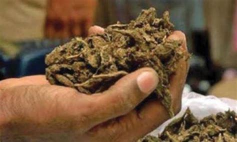 ganja plants worth rs  lakh seized  adilabad