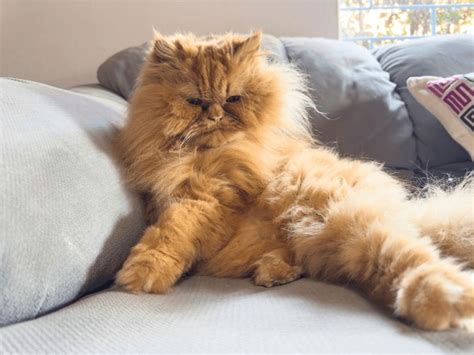 classic persian cat royalty    stock images shutterstock