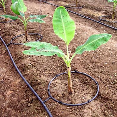 Enterrar Cabelo Nas Plantas Simpatia - Enterrar Cabelo Na Bananeira | Mundo Ecologia