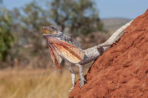 Frilled Lizard (Chlamydosaurus Kingii) - Lifestyle, Diet, and More