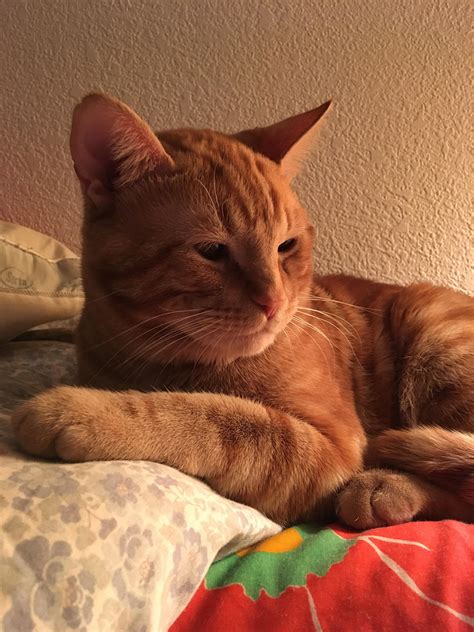 Meet Simba, my majestic (and wild) 10 month old kitten. : r/aww