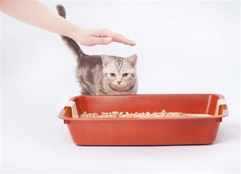 how to get a cat to use a litter box