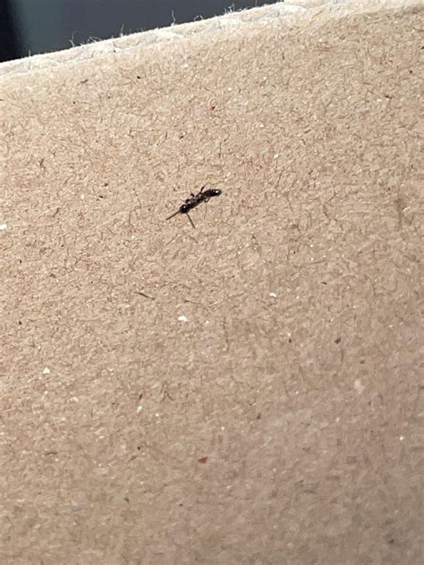 Can anyone help me identify? Found these in my apartment and on some