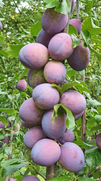 Prem Pohon Buah Foto Stok, Potret & Gambar Bebas Royalti - iStock