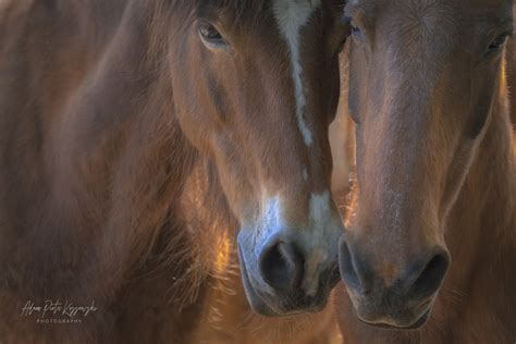 Horse Love — Adam Piotr Kossowski Photography