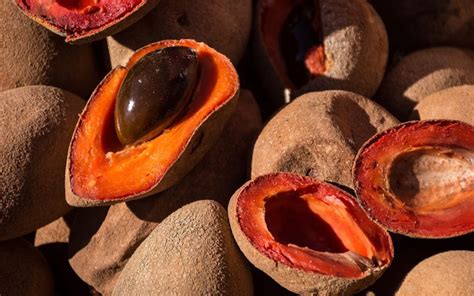 Mamey is a fruit that’s grown throughout Central America and the Caribbean.